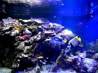 Fish. In an aquarium
