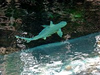 Shark in Dallas aquarium