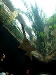 Shark in Dallas aquarium