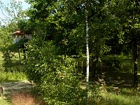 Island Tree House