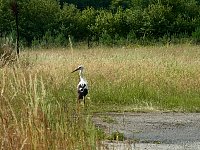 Stork in meadow