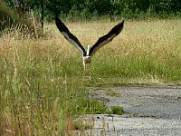 Stork in meadow