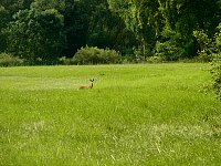 Deer in the grass