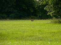 Deer in the grass