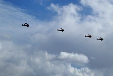 Tiger Moths in formation flight