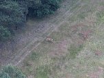 Deer running