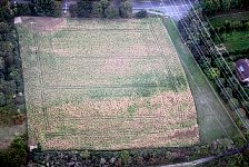 Partly withered field