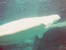 Beluga Whale at Vancouver Aquarium