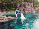 Beluga Whale at Vancouver Aquarium