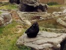 Gorilla in San Francisco Zoo, grouchy