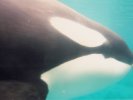 Orca Whale at Vancouver Aquarium