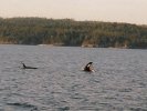 Orca near Vancouver Island