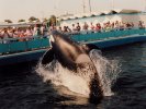 Orca show in Victoria