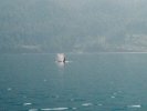 Orca near Vancouver Island