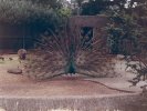 Peacock in San Francisco Zoo, showing off