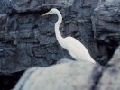 Bird at Seaworld Florida