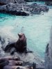 Seal posing at Seaworld Florida