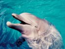 Dolphin at Seaworld Florida