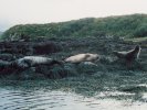 Seal colony, Isle of Skye