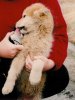 Sledgedog puppy with a craving for cameras