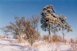 [Trees on Mount Omberg, Sweden, January 1998]
