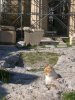 Cat on Acropolis