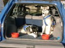 Huskies resting