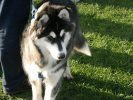 Huskies resting