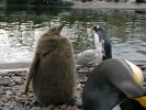 Penguin Chick