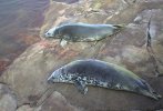 [Seals in Helsinki Zoo]