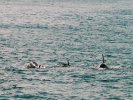 Orcas near Iceland