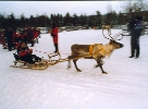 [Reindeer sleigh driving, December 1997]