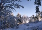 [Trees on Mount Omberg, Sweden, January 1998]