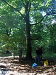 Low branch tree climbing