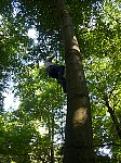 Climbing a rope up a tree