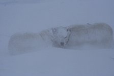 Dog in snow storm