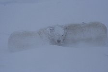 Dog in snow storm