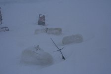 Dog in snow storm