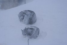 Dog in snow storm