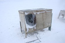 Dog in snow storm