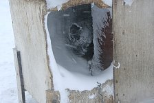 Dog in snow storm