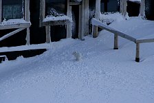 Arctic fox