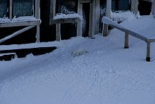 Arctic fox