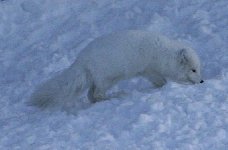 Arctic fox