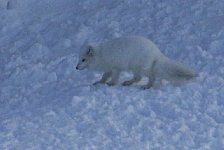 Arctic fox