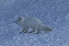 Arctic fox