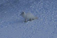 Arctic fox