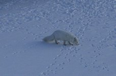 Arctic fox