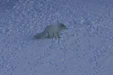 Arctic fox