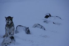 Dogs guarding other dogs